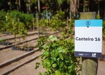 Saiba o que é a Fábrica de Árvores do Rio, que acaba de ser ampliada