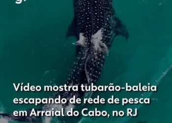 Tubarão-baleia escapada de rede de pesca em Arraial do Cabo: ‘Imagem mais linda da vida’, diz fotógrafo