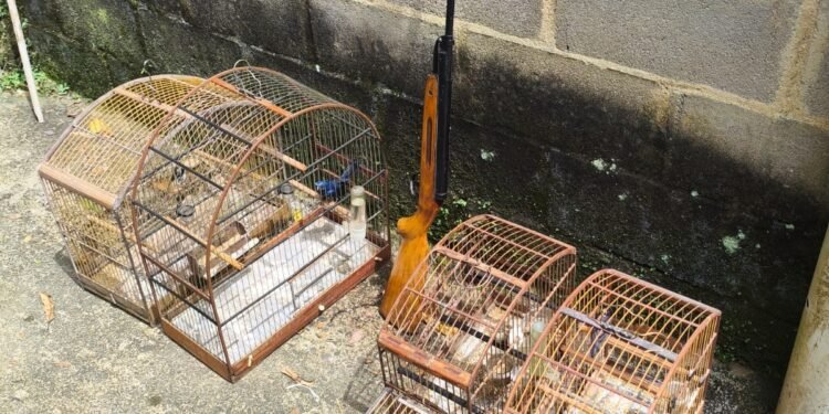 Aves silvestres sem registro são apreendidas em Mendes