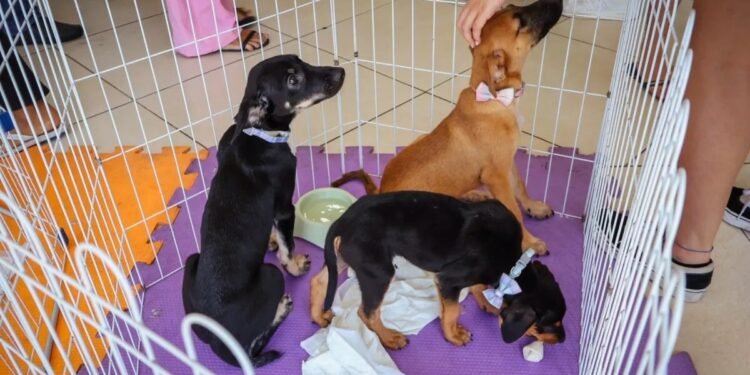 Cabo Frio realiza feira de adoção de cães e gatos neste sábado