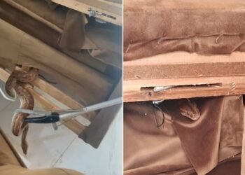 Jiboia é encontrada dentro de casa em Arraial do Cabo