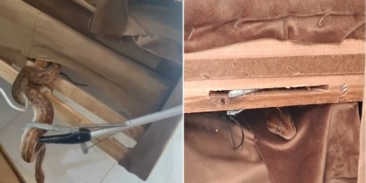 Jiboia é encontrada dentro de casa em Arraial do Cabo