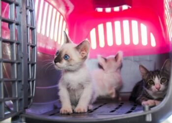 Petrópolis e Araruama lideram denúncias de maus tratos a animais no RJ