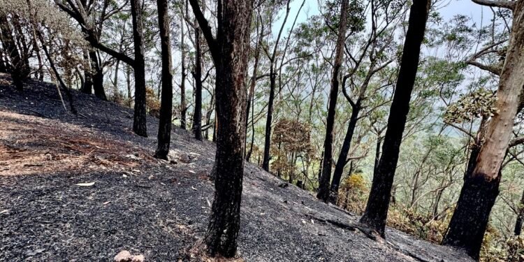 Incêndio na Floresta da Tijuca derrota área de 3 campos de futebol
