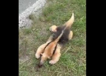 Tamanduá-mirim é encontrado sem vida às margens da rodovia de Arraial