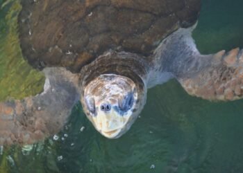 Tartarugas-cabeçudas reaparecem na Baía e intrigam cientistas