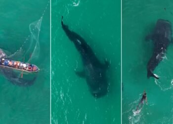 Tubarão-baleia fica preso na rede de pesca e mobiliza equipes em Arraial do Cabo