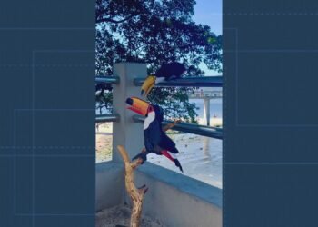 VÍDEO: tucano de madeira ‘encanta’ ave de verdade em Niterói