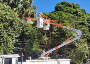 Mutirão de podas de árvores é realizado por Miguel Pereira