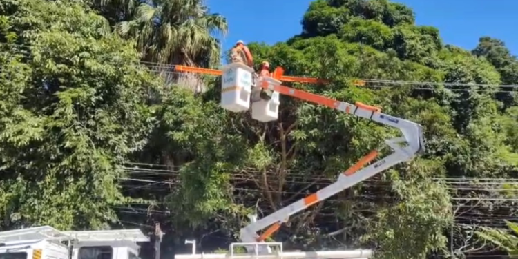 Mutirão de podas de árvores é realizado por Miguel Pereira
