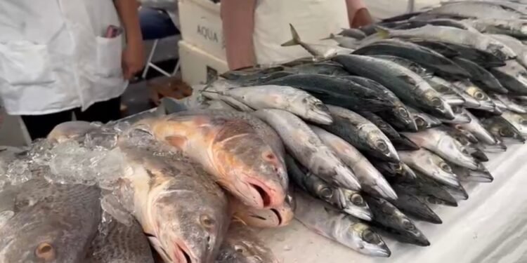 Feira do Pescado espera 20 toneladas em vendas até sexta em Petrópolis