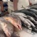 Feira do Pescado espera 20 toneladas em vendas até sexta em Petrópolis