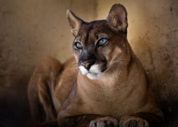 Onça-parda retorna ao Zoológico de Volta Redonda após cirurgia