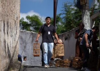 Pássaros apreendidos em Volta Redonda: 17 aves são resgatadas
