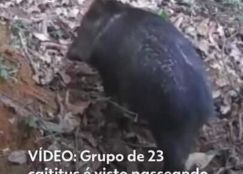 23 caititus são vistos na Serra da Concórdia em Valença; Veja vídeo