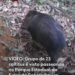 23 caititus são vistos na Serra da Concórdia em Valença; Veja vídeo