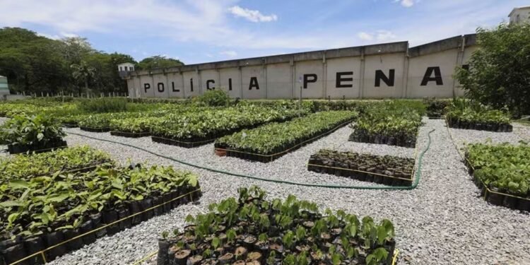 Presos beneficiados com saída temporária deverão retornar nesta quinta aos presídios do RJ Presos beneficiados com saída temporária deverão retornar nesta quinta aos presídios do RJ