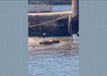 VÍDEO: capivaras aproveitam tarde do sol à beira-mar e se divertem rolando na areia