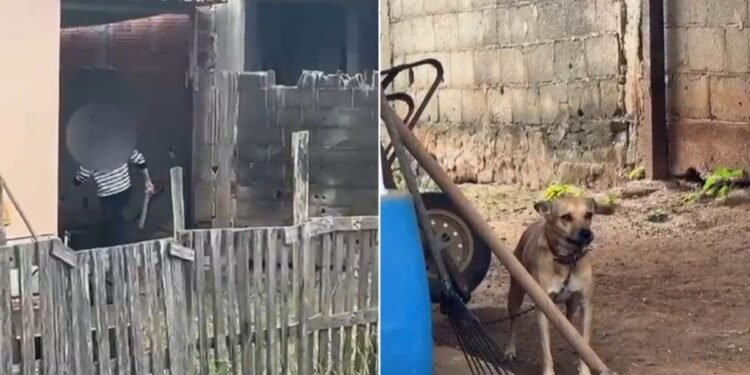 Idoso é preso após ser flagrado agredindo cadela em Itaperuna Idoso é preso após ser flagrado agredindo cadela em Itaperuna