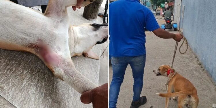 Vídeo mostra homem pisando na cabeça de cachorro em Cabo Frio