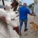 Vídeo mostra homem pisando na cabeça de cachorro em Cabo Frio