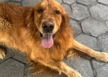 Dois cães são resgatados em situação de maus-tratos em Volta Redonda