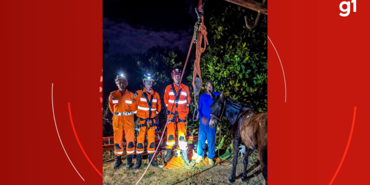 Resgate Notável: Bombeiros Salvam Mula de Cisterna Desativada no Norte de Minas