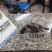Prisão em Itatiaia: Jovem é detido com arma