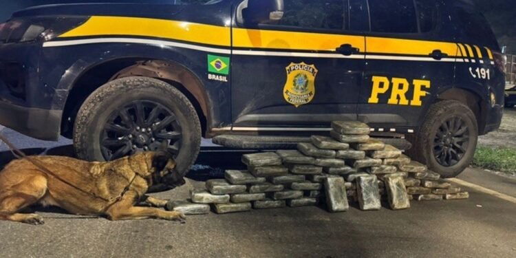 Cerca de 50 kg de maconha são apreendidos na Via Dutra, em Piraí Cerca de 50 kg de maconha são apreendidos na Via Dutra, em Piraí