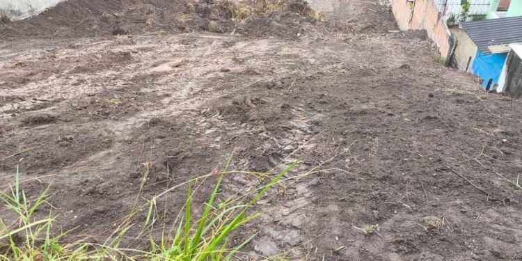 Polícia Ambiental flagra extração irregular de árvores em Volta Redonda