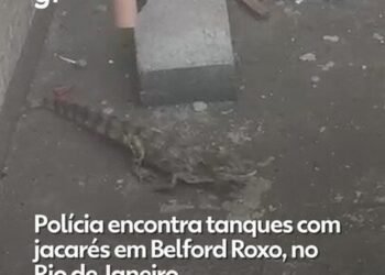 Criadouro de jacarés é descoberto em ação contra o tráfico no RJ