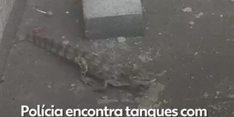 Criadouro de jacarés é descoberto em ação contra o tráfico no RJ