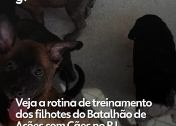 PM começa treinamento de 20 filhotes no Batalhão de Ações com Cães; VÍDEO