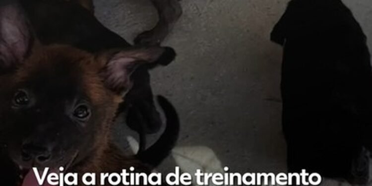 PM começa treinamento de 20 filhotes no Batalhão de Ações com Cães; VÍDEO