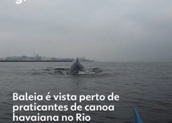 Baleia se aproxima de praticantes de canoa havaiana na Prainha da Glória