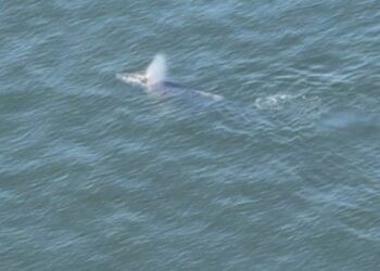 Baleia é flagrada na Baía de Guanabara