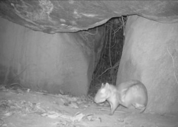 Câmeras registram mamíferos raros no Parque da Pedra Branca