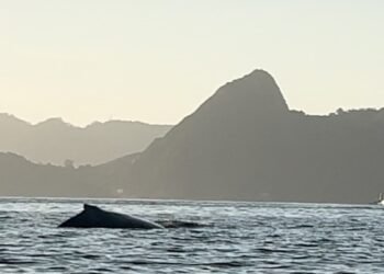 Golfinhos e baleias encantam com aparições na Baía de Guanabara