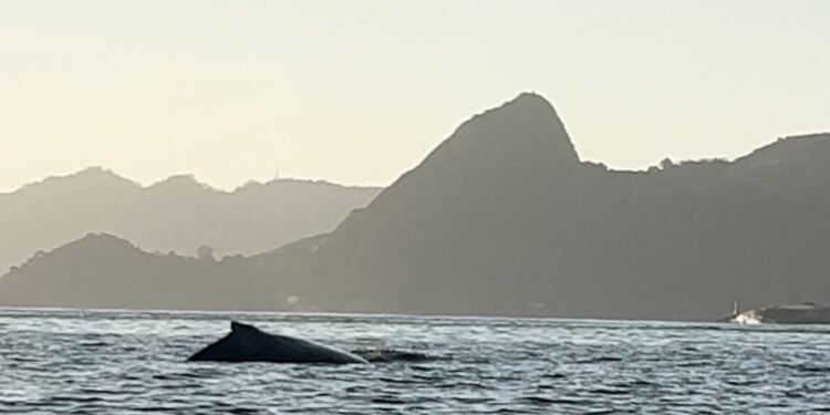Golfinhos e baleias encantam com aparições na Baía de Guanabara Golfinhos e baleias encantam com aparições na Baía de Guanabara