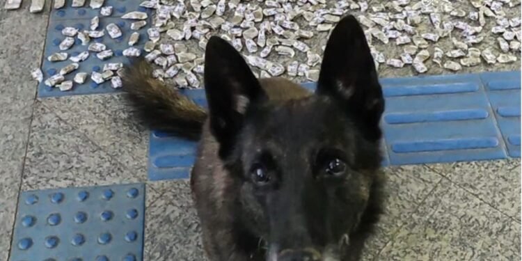 Cães farejadores auxiliam na operação de combate ao tráfico de drogas em Teresópolis