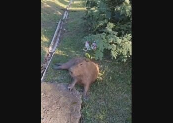 Capivara atropelada no Itanhangá é resgatada e levada para centro de reabilitação