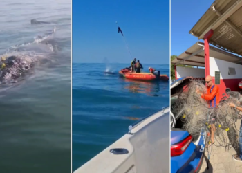 Baleia fica presa na rede de pesca, mas é salva em Rio das Ostras