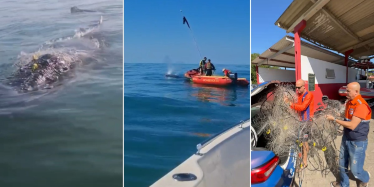 Baleia fica presa na rede de pesca, mas é salva em Rio das Ostras Baleia fica presa na rede de pesca, mas é salva em Rio das Ostras