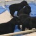 PM ganha reforço de 20 filhotes que serão treinados no Batalhão de Ações com Cães PM ganha reforço de 20 filhotes que serão treinados no Batalhão de Ações com Cães