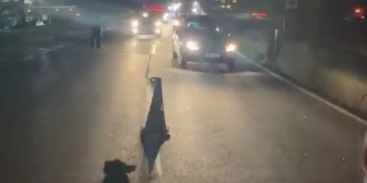 Homem morre atropelado na Via Dutra, em Piraí