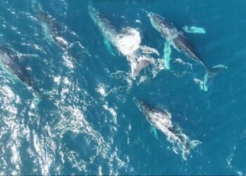 Fotógrafo registra 14 baleias no litoral do Rio e flagra cinco jubartes nadando juntas; VÍDEO