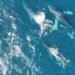 Fotógrafo registra 14 baleias no litoral do Rio e flagra cinco jubartes nadando juntas; VÍDEO