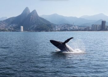 Baleia dá espetáculo em Ipanema; Rio volta a receber jubartes; VÍDEO