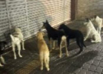 Homem abandona 7 cães na entrada do shopping; polícia investiga