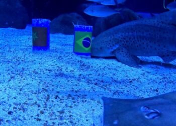 Tubarão do AquaRio ‘prevê’ vitória do Brasil na estreia